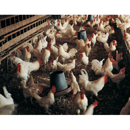 上海邦森速壯丁養殖戶的好幫手